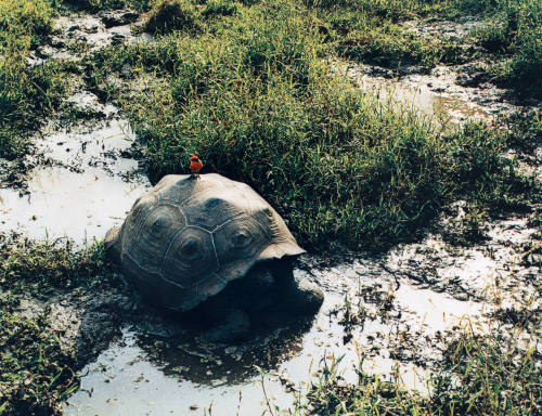 Tortoise and Vermilion Flycatcher, Santa Cruz, Galapagos
