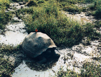 Tortoise and Vermilion Flycatcher, Santa Cruz, Galapagos