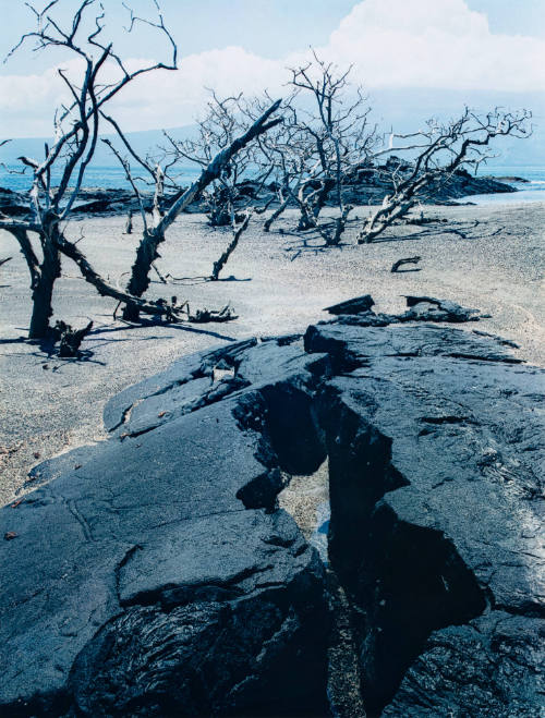 Dead Mangroves, Punta Espinosa, Galapagos