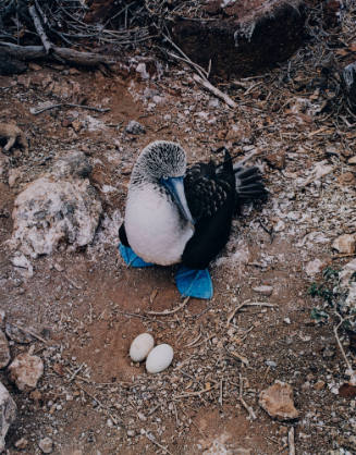 Blue-Footed Booby, Champion Island, Galapagos