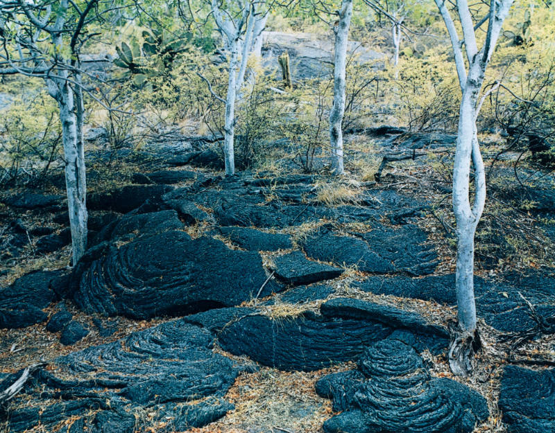 Lava and Palo Santo, Cartago Bay, Galapagos