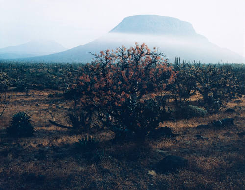 Volcano, Baja California