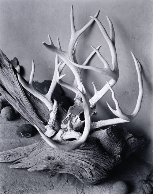 Antlers, O'Keeffe's Portal, Ghost Ranch, New Mexico