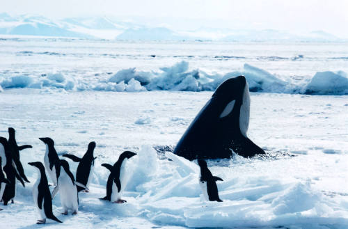 Adelie Penguins and Killer Whale, Antarctica