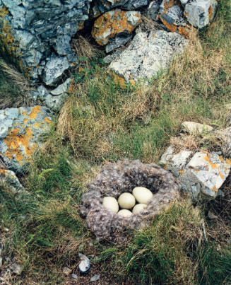Eiderduck Nest, Barred Islands, Maine
