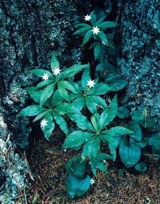 Starflower, Great Spruce Head Island, Maine