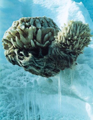 Anchor-Ice Sponge, Black Island, South McMurdo Sound, Antarctica