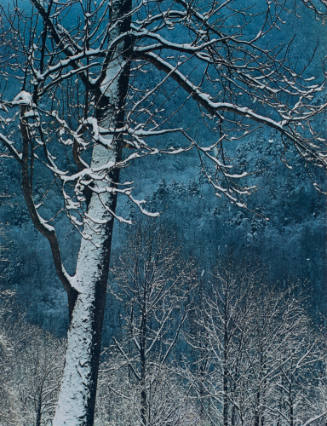 Winter Night