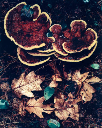 Fungus and Oak Leaves, Great Spruce Head Island, Maine