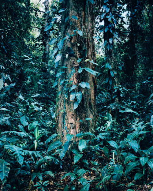 Forest Trees, Costa Rica