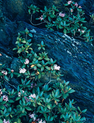 Low Growing Rhododendron, Great Smoky Mountains National Park, Tennessee