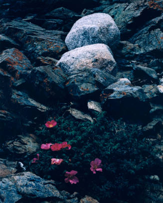 Erratic Boulders & Rugosa Roses, Chain Links, Barred Island, Maine