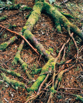 Moss Covered Roots, Great Spruce Head Island, Maine