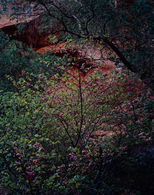 Redbud and Cottonwood, Music Temple, Glen Canyon, Utah