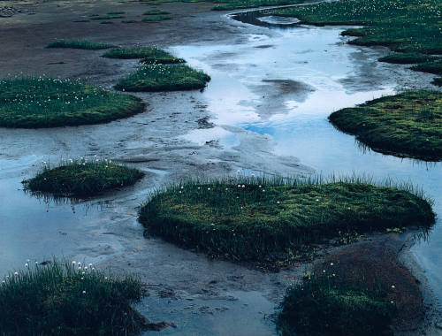 Tarn with Cotton Grass, Fjordharheidi, Iceland