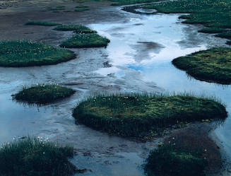 Tarn with Cotton Grass, Fjordharheidi, Iceland