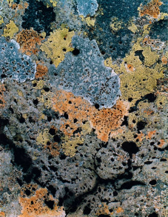 Lichens, Iceland