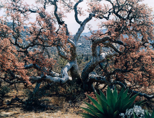 Elephant Tree in Bloom,  El Marmolito, Baja California Sur, Mexico