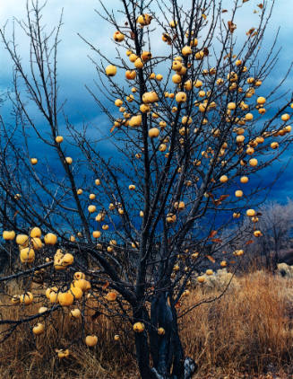Apples on Tree After Frost, Tesuque, New Mexico