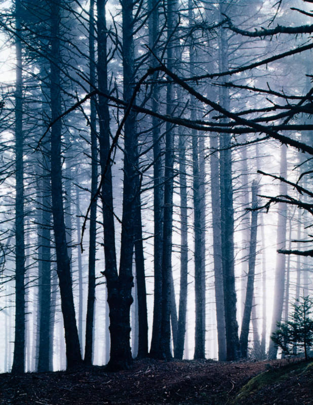 Spruce Trees in Fog, Great Spruce Head Island, Maine