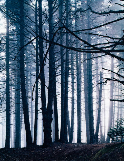 Spruce Trees in Fog, Great Spruce Head Island, Maine