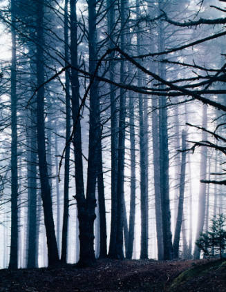 Spruce Trees in Fog, Great Spruce Head Island, Maine