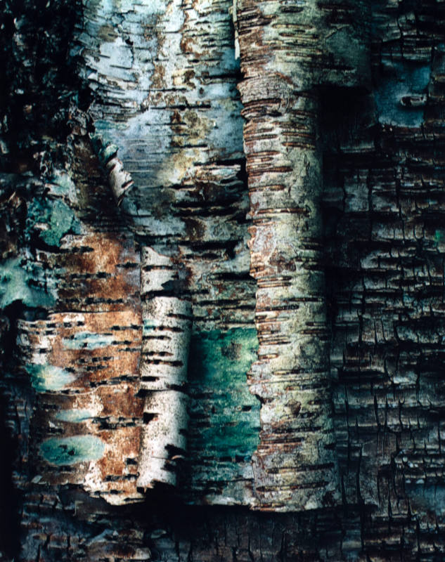 Peeling Birch Bark , Great Spruce Head Island, Maine
