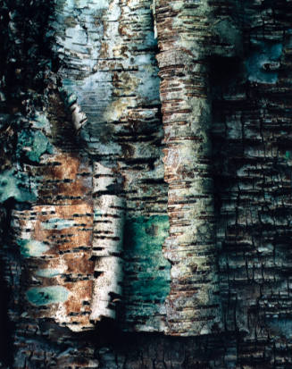 Peeling Birch Bark , Great Spruce Head Island, Maine