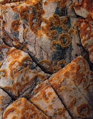 Lichens on Rocks, Barred Islands, Maine