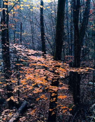 Sugar Maple Near Ramsey Cascade, Great Smoky Mountains, Tennessee