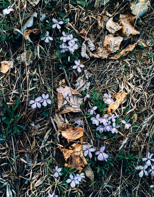 Bird's Foot Violets, Great Smoky Mountains, Tennessee