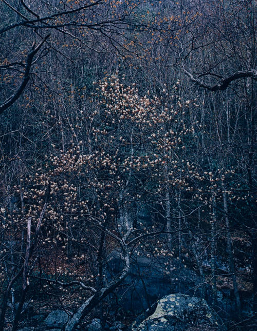 Shad Bush in Bloom, Great Smoky Mountains, Tennessee