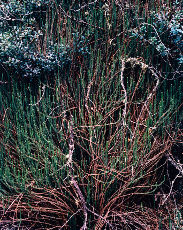 Jamesonia Fern, Costa Rica