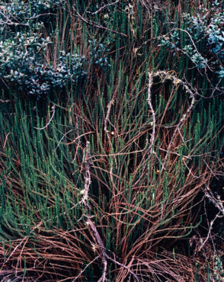 Jamesonia Fern, Costa Rica