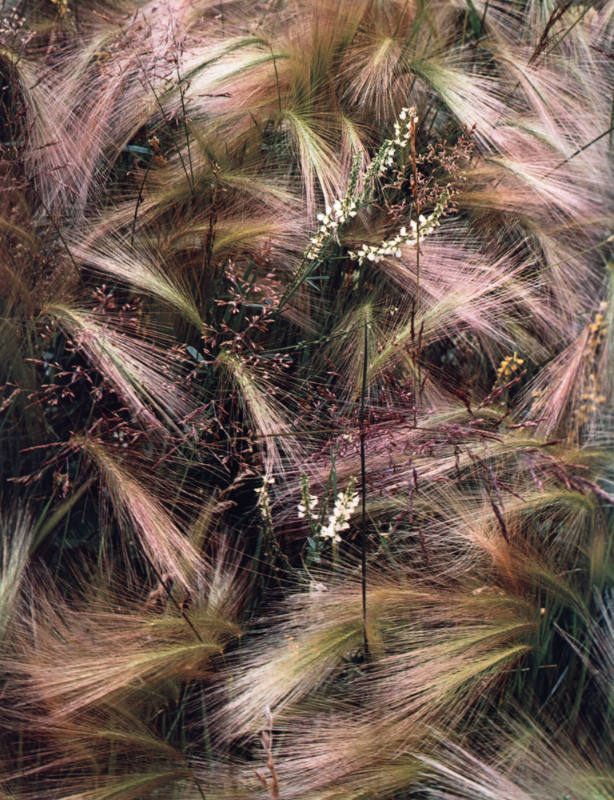 Foxtail Grass, Colorado