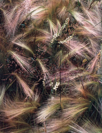 Foxtail Grass, Colorado