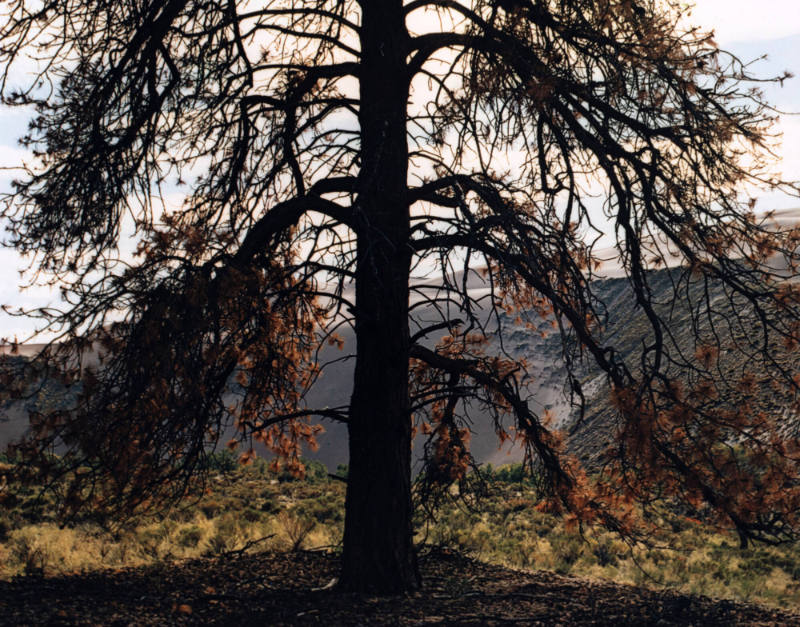 Dead Pine, Great Sand Dunes, Colorado