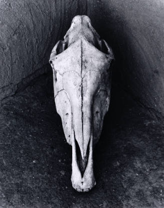 Horse Skull, O'Keeffe's Abiquiu, New Mexico