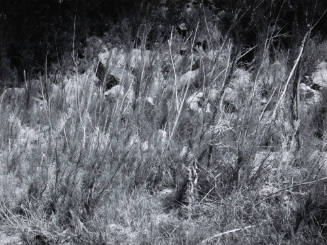 Grasses, Devil's Canyon, New Mexico