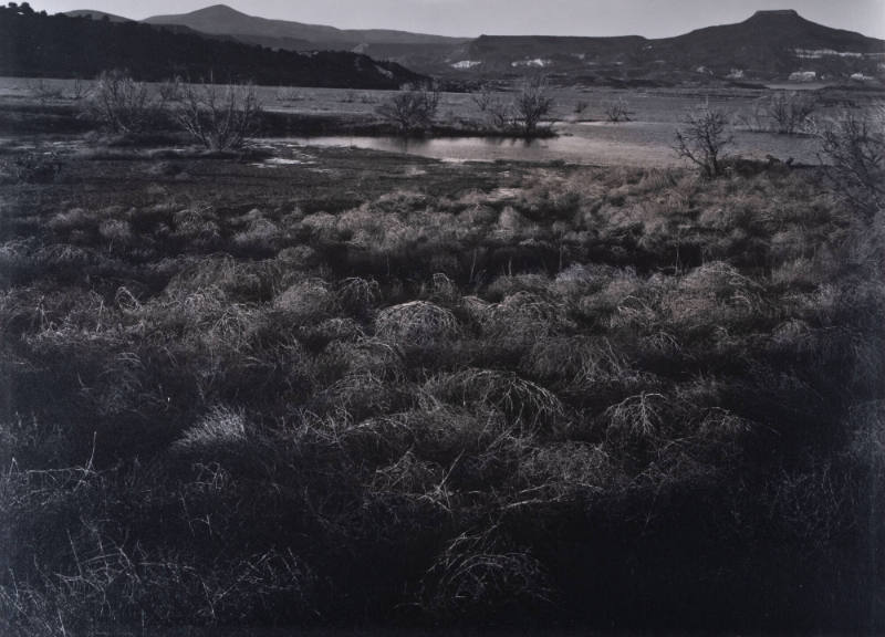 Tumbleweeds, Abiquiu Lake, New Mexico
