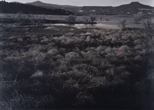 Tumbleweeds, Abiquiu Lake, New Mexico