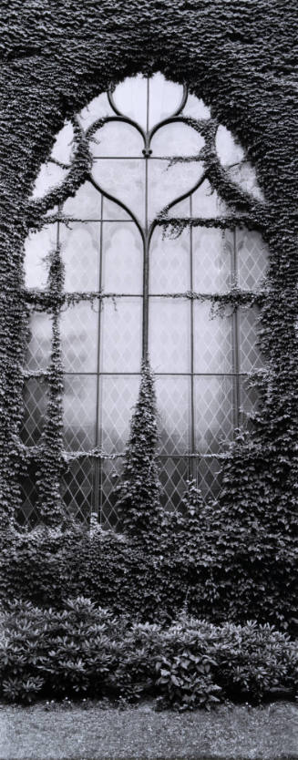 Window with Ivy