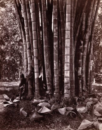 Bamboos at Peradeniya