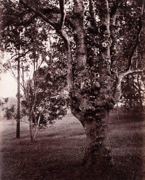 Artocarpus Integrifolia (Jak-Tree)