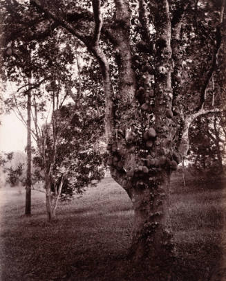 Artocarpus Integrifolia (Jak-Tree)