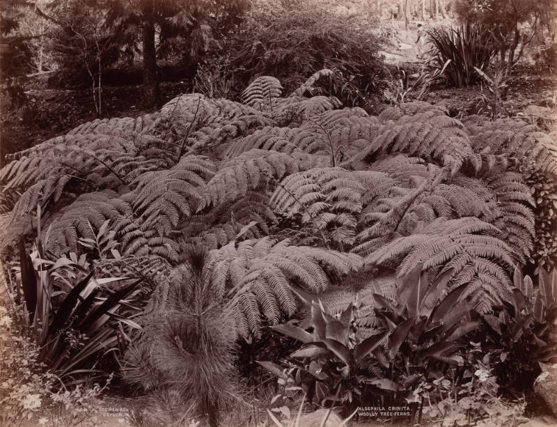 Alsophlia Crinita (Wooly Tree-Ferns)