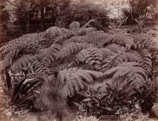 Alsophlia Crinita: Wooly Tree-Ferns