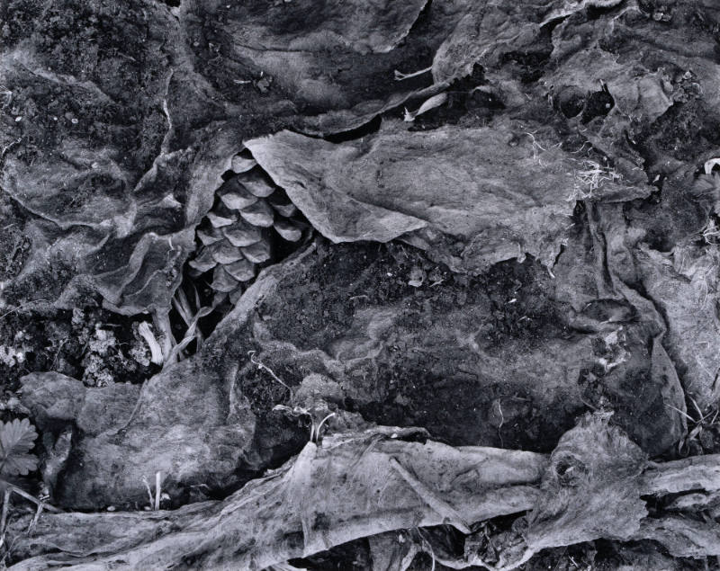 Pine Cone