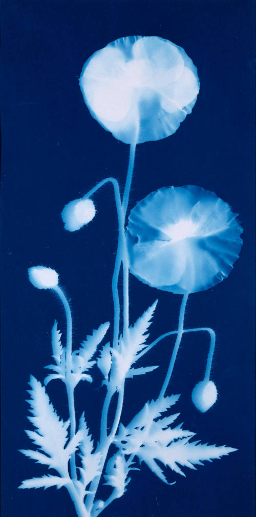 Untitled (Flowers and Leaves)