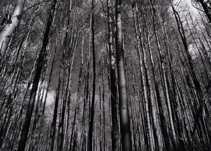 Aspens, New Mexico
